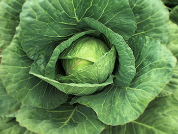 Cabbage is a cruciferous vegetable that contains a powerhouse of beneficial chemicals known as glucosinolates. It is available fresh in grocery stores.