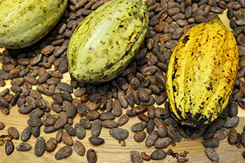 Cacao is the bean from the cacao tree. Once the cacao beans are processed, they’re often called cocoa. Processing the cacao fruit is quite extensive.