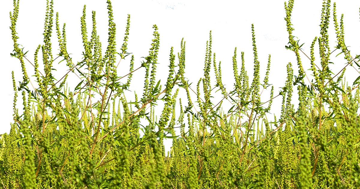 Ragweed Allergy Symptoms and Treatment