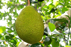 Jackfruit is the largest fruit grown on a tree