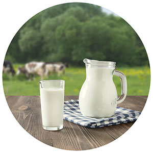 glass and pitcher of cow's milk