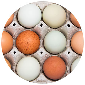 Eggs of various colors