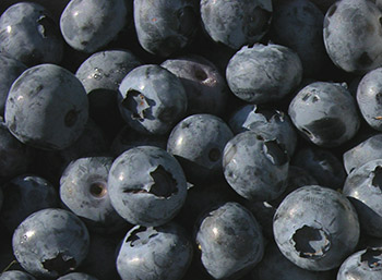 Blueberries are a superfood that is an excellent source of vitamin K and manganese, and a good source of vitamin C and fiber.