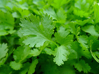 Parsley is an excellent source of vitamins A, C, and K, and a good source of folate and iron. Parsley can be grown in a container garden or home garden. 