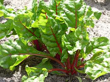 Swiss chard is an excellent source of vitamins A & K, and a good source of vitamin C and magnesium. Swiss chard also contains the antioxidants.