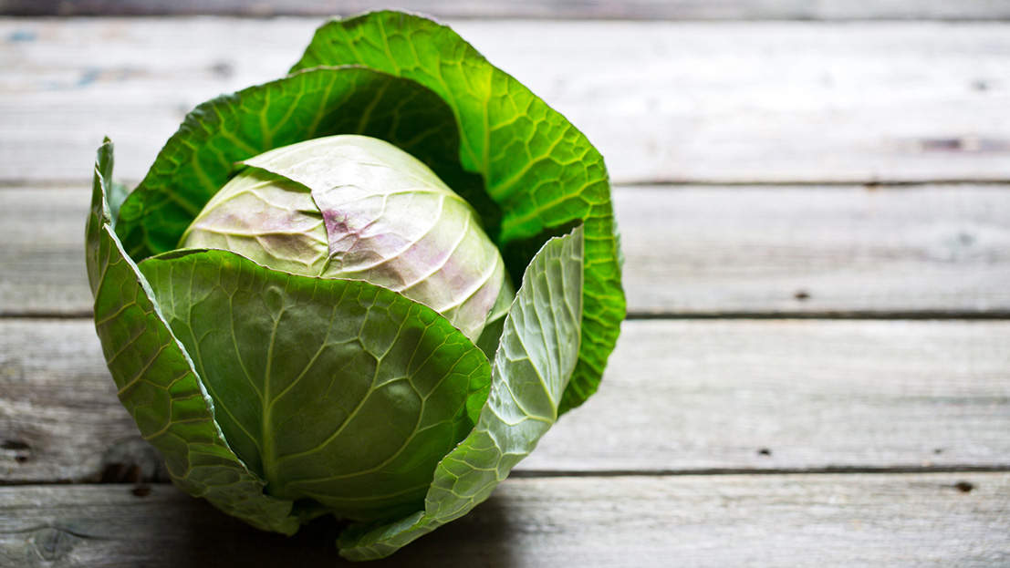 cabbage - webheader